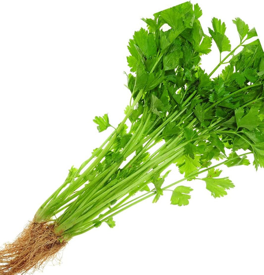 Chinese Celery Apium graveolens Seeds for Planting in Herb Garden and Vegetable Patch for Planting, Premium Seeds | Heir