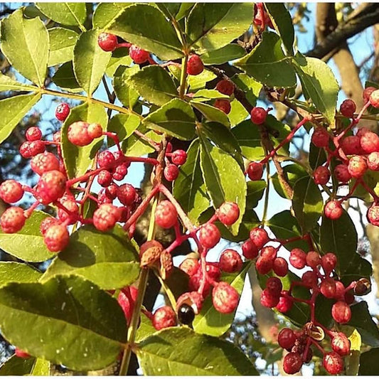 Chinese Pepper Seeds for Planting Zanthoxylum Simulans spice garden edible backyard for Planting, Premium Vegetable Seed