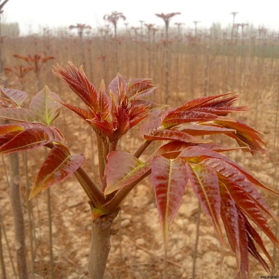 Chinese Toon Toona Sinensis Vegetable Seeds for Planting, Premium Seeds | Heirloom Non-GMO