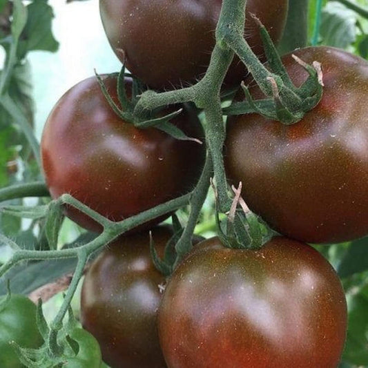 Chocolate Tomato Seeds for Planting Solanum Lycopersicum urban garden gourmet patch for Planting, Premium Vegetable Seed