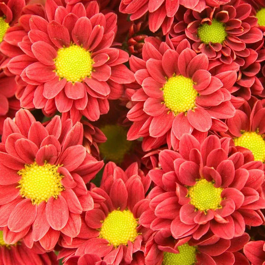 Chrysanthemum Seeds ¨C Multi-Color Blooming Garden Flower Variety