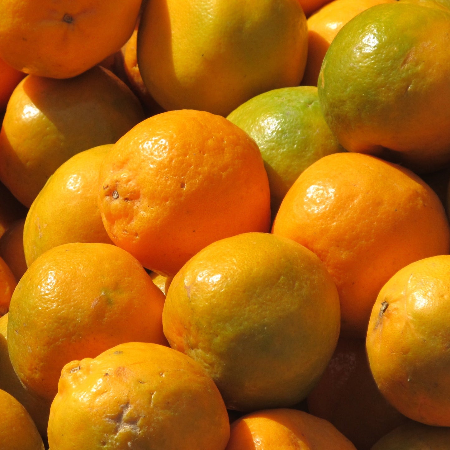 Orange Tree Seeds Fruit Tree Seeds for Home Gardens, Containers & Outdoor Growing