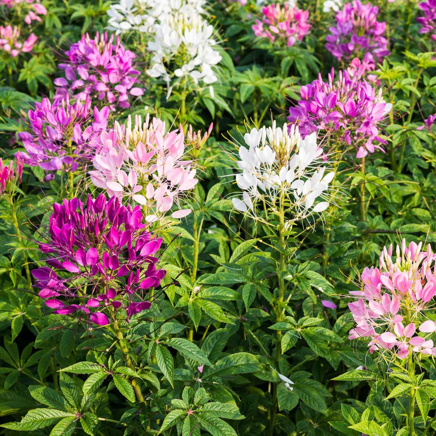 Cleome Flower Seeds ¨C Tall Blooming Pollinator Garden Variety