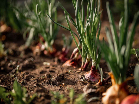 Climbing Onion Allium cepa Plant Seeds for Planting in Vegetable Patch for Planting, Premium Vegetable Seeds | Heirloom