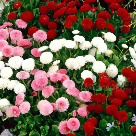 Double Daisy Flower Seeds ¨C Colorful Blooming Garden Variety