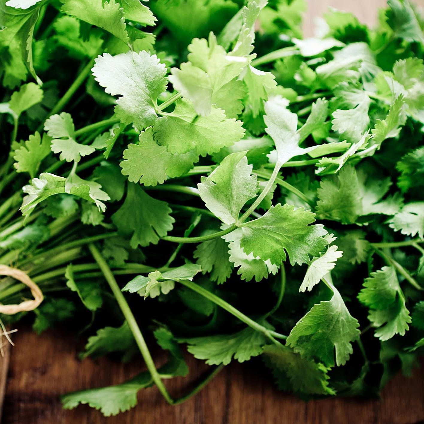 Cilantro Seeds | Heirloom Non-GMO Herb Seeds for Home Gardens