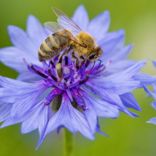 Cornflower Seeds ¨C Hardy Annual Wildflower Garden Variety