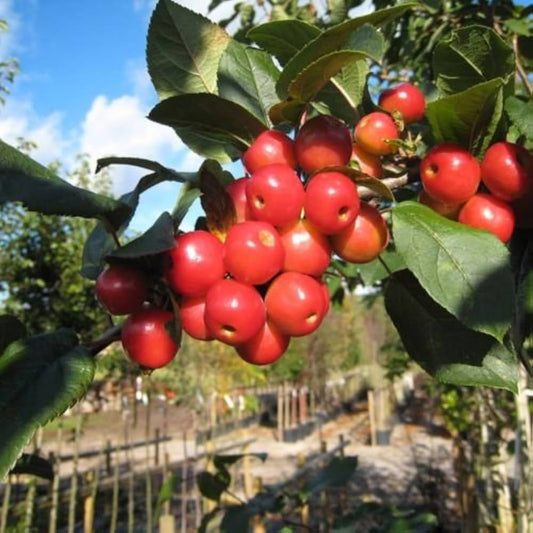 Crabapple Malus pumila Fruit Seeds for Planting for Orchard Fruit Seeds for Home Gardens, Containers & Outdoor Growing