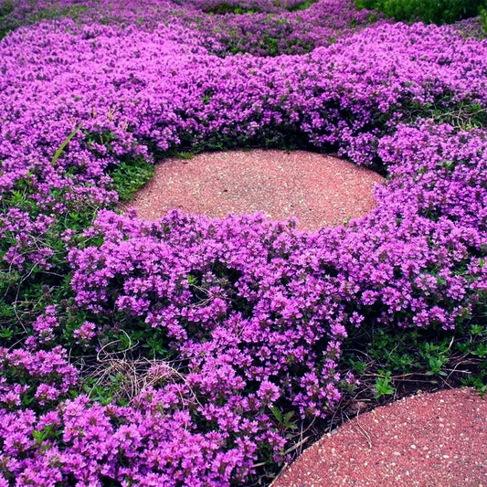 Creeping Thyme Seeds | Heirloom Non-GMO Herb Seeds for Home Gardens
