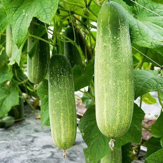 Cucumber Cucumis sativus Vegetable Seeds for Planting in Vegetable Patch and Garden for Planting, Premium Vegetable Seed