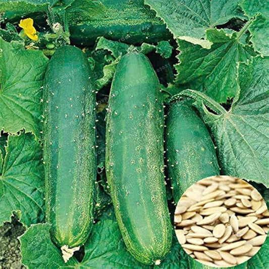 Cucumber Cucumis sativus Vegetable Seeds for Planting for Vegetable Patch for Planting, Premium Vegetable Seeds | Heirlo