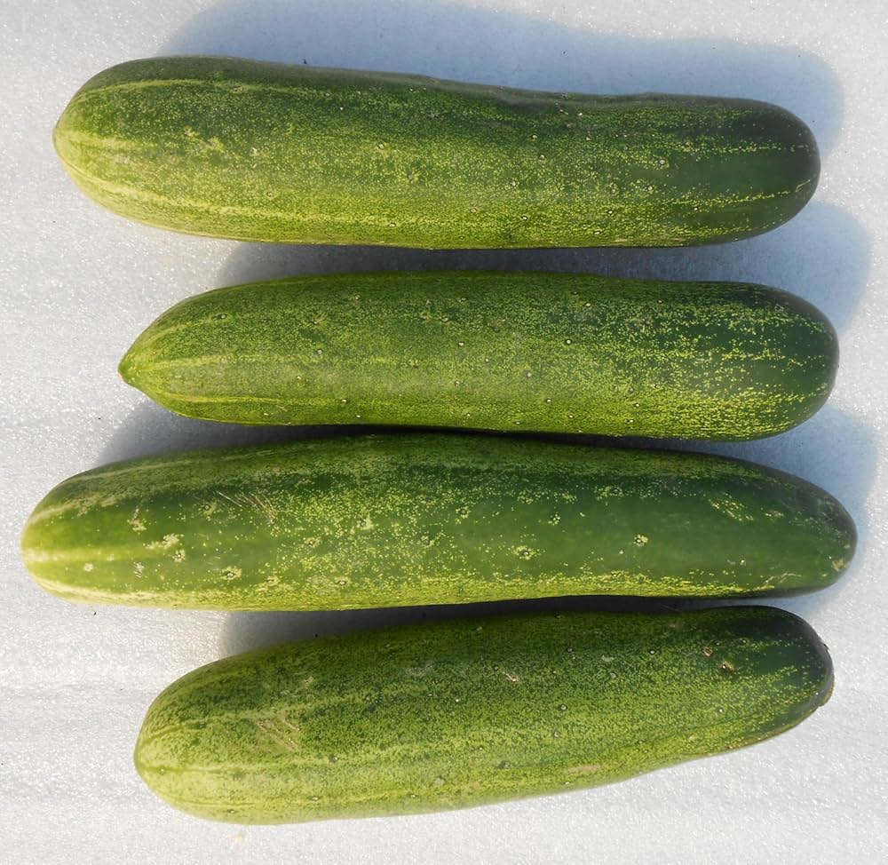 Cucumber Seeds for Planting Cucumis Sativus vegetable patch raised bed for Planting, Premium Vegetable Seeds | Heirloom
