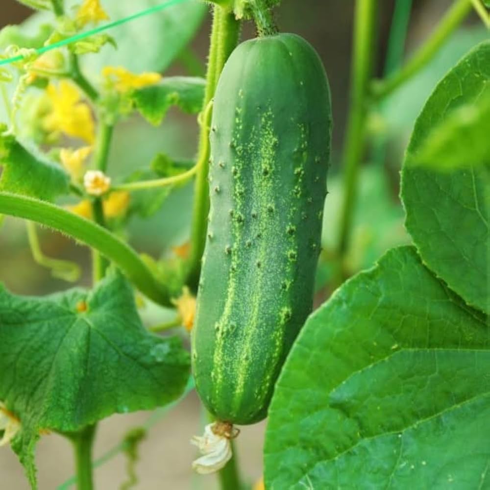 Cucumber Seeds for Planting Cucumis Sativus vegetable patch urban garden for Planting, Premium Vegetable Seeds | Heirloo