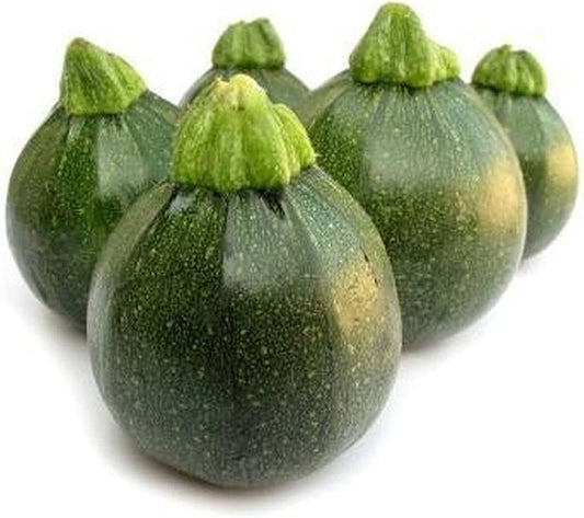 Summer Squash Cucurbita pepo Seeds for Planting for Planting, Premium Seeds | Heirloom Non-GMO
