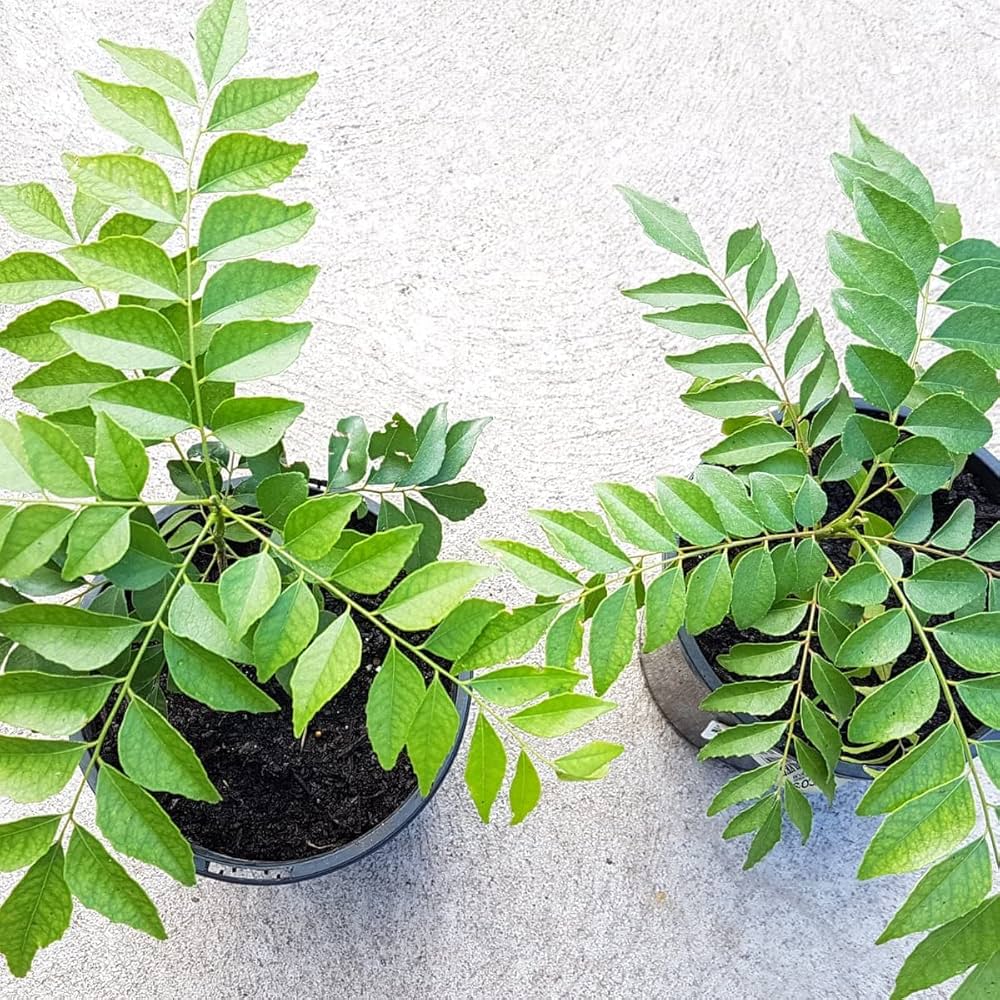 Curry Leaf Murraya Koenigii Plant Seeds | Heirloom Non-GMO Herb Seeds for Home Gardens
