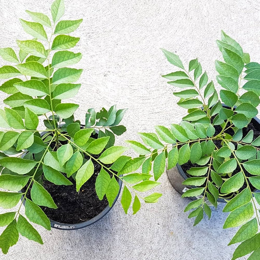 Curry Leaf Murraya Koenigii Plant Seeds | Heirloom Non-GMO Herb Seeds for Home Gardens