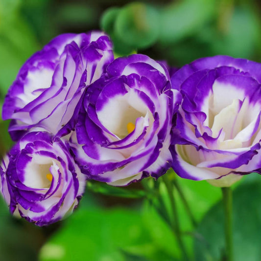 Lisianthus Flower Seeds for Planting ¨C Elegant Blooming Ornamental Garden Variety Heirloom Non-GMO Seeds
