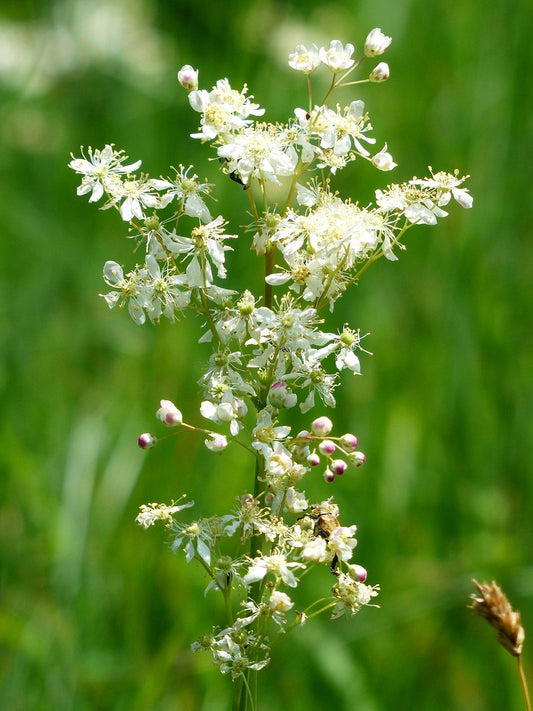Meadowsweet Seeds for Planting Filipendula ulmaria for herbal gardens and wetland areas Heirloom Non-GMO Seeds
