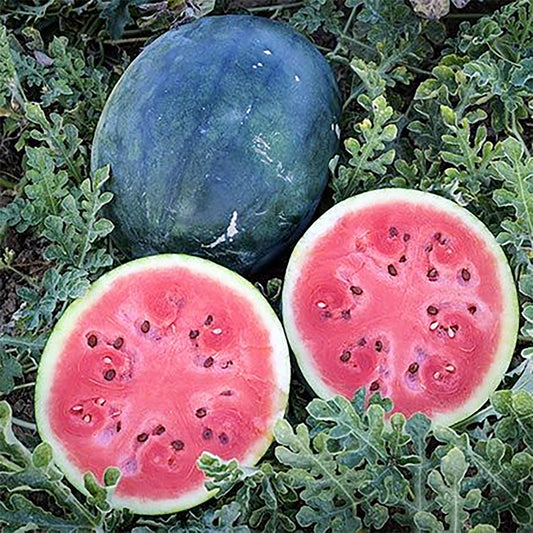 Densuke Watermelon Seeds for Planting Citrullus Lanatus edible garden summer patch Fruit Seeds for Home Gardens, Raised Beds & Outdoor Growing