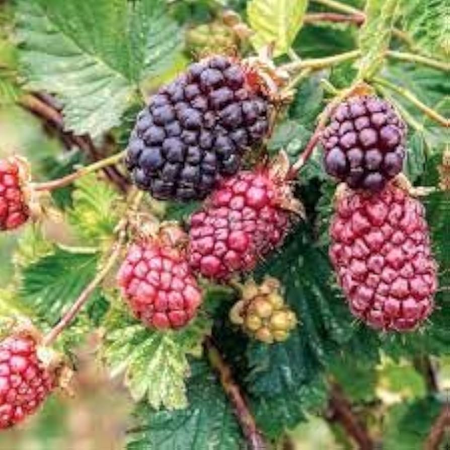 Dewberry Rubus caesius Plant Seeds for Planting in Home Garden and Orchard Perennial Fruit Seeds for Home Gardens, Raised Beds & Containers