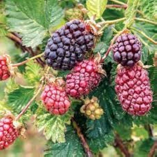 Dewberry Rubus caesius Plant Seeds for Planting in Home Garden and Orchard Perennial Fruit Seeds for Home Gardens, Raised Beds & Containers