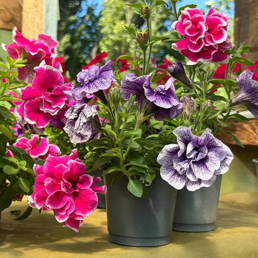 Double Petunia Seeds for Planting Petunia hybrida for hanging baskets and flower beds Heirloom Non-GMO Seeds