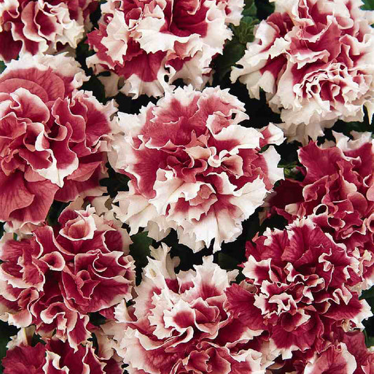 Double Petunia Flower Seeds for Planting ¨C Ruffled Bloom Annual Garden Variety Heirloom Non-GMO Seeds