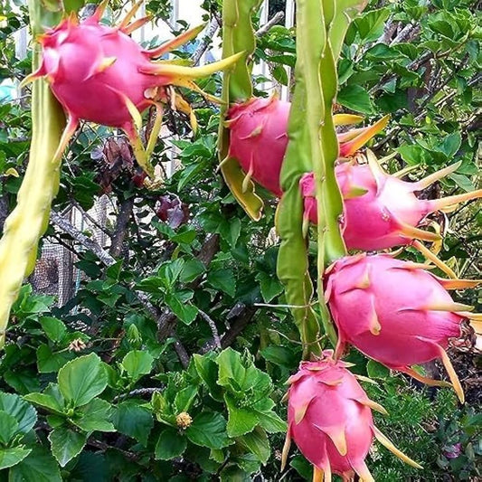 Dragon Fruit Hylocereus undatus Seeds for Planting for Tropical Garden Fruit Seeds for Home Gardens, Containers & Outdoor Growing
