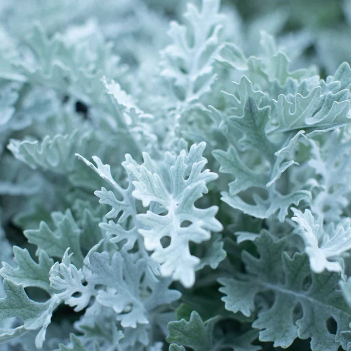 Dusty Miller Seeds | Heirloom Non-GMO Herb Seeds for Home Gardens