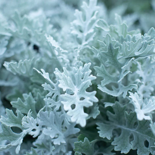 Dusty Miller Seeds | Heirloom Non-GMO Herb Seeds for Home Gardens