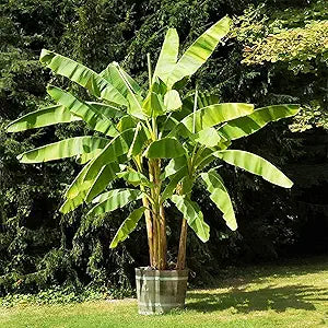 Dwarf Banana Musa Fruit Seeds for Planting in Urban Garden Tropical Fruit Seeds for Home Gardens, Containers & Outdoor Growing