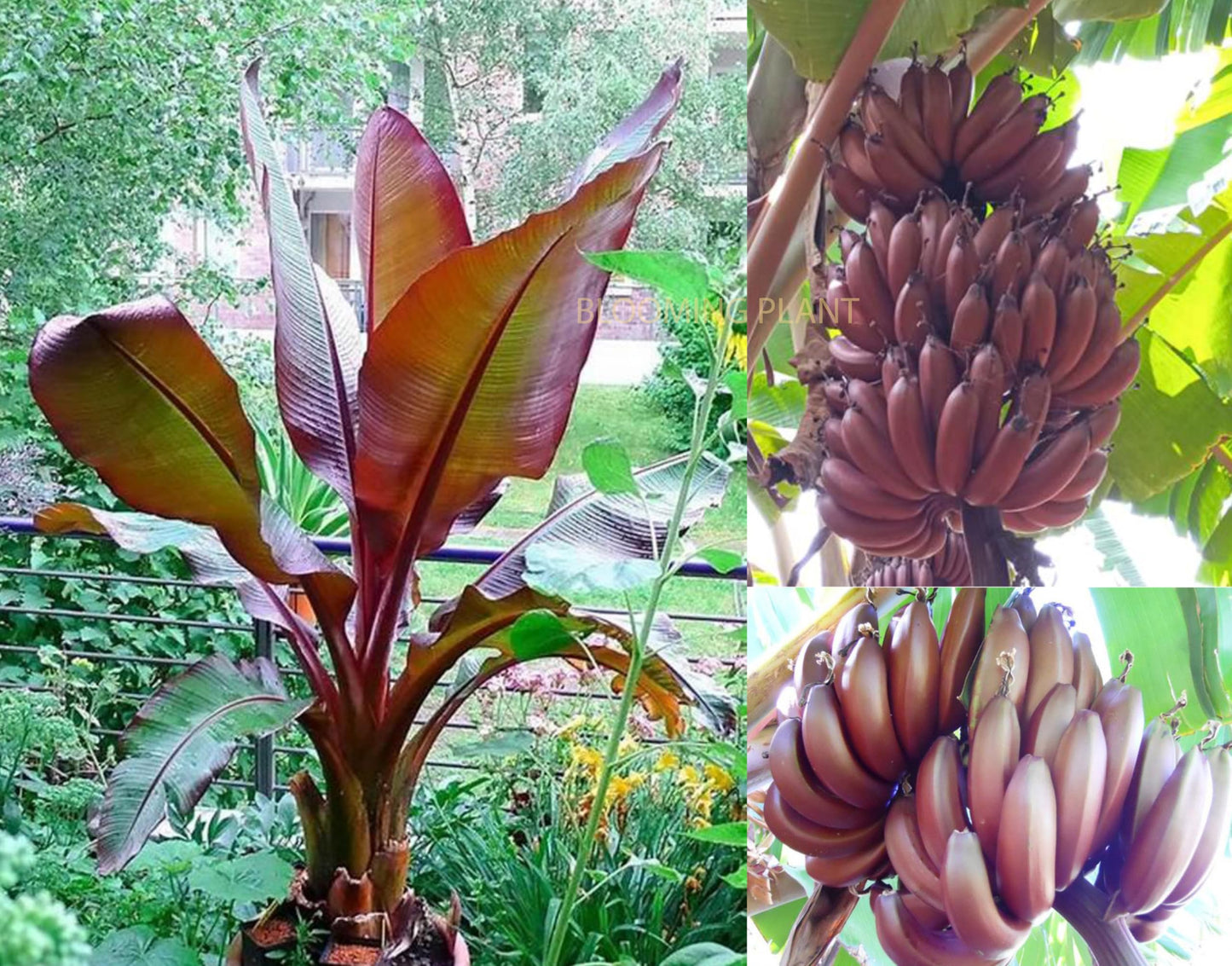 Dwarf Banana Seeds for Planting Musa Acuminata tropical patio garden Tropical Fruit Seeds for Home Gardens, Containers & Outdoor Growing
