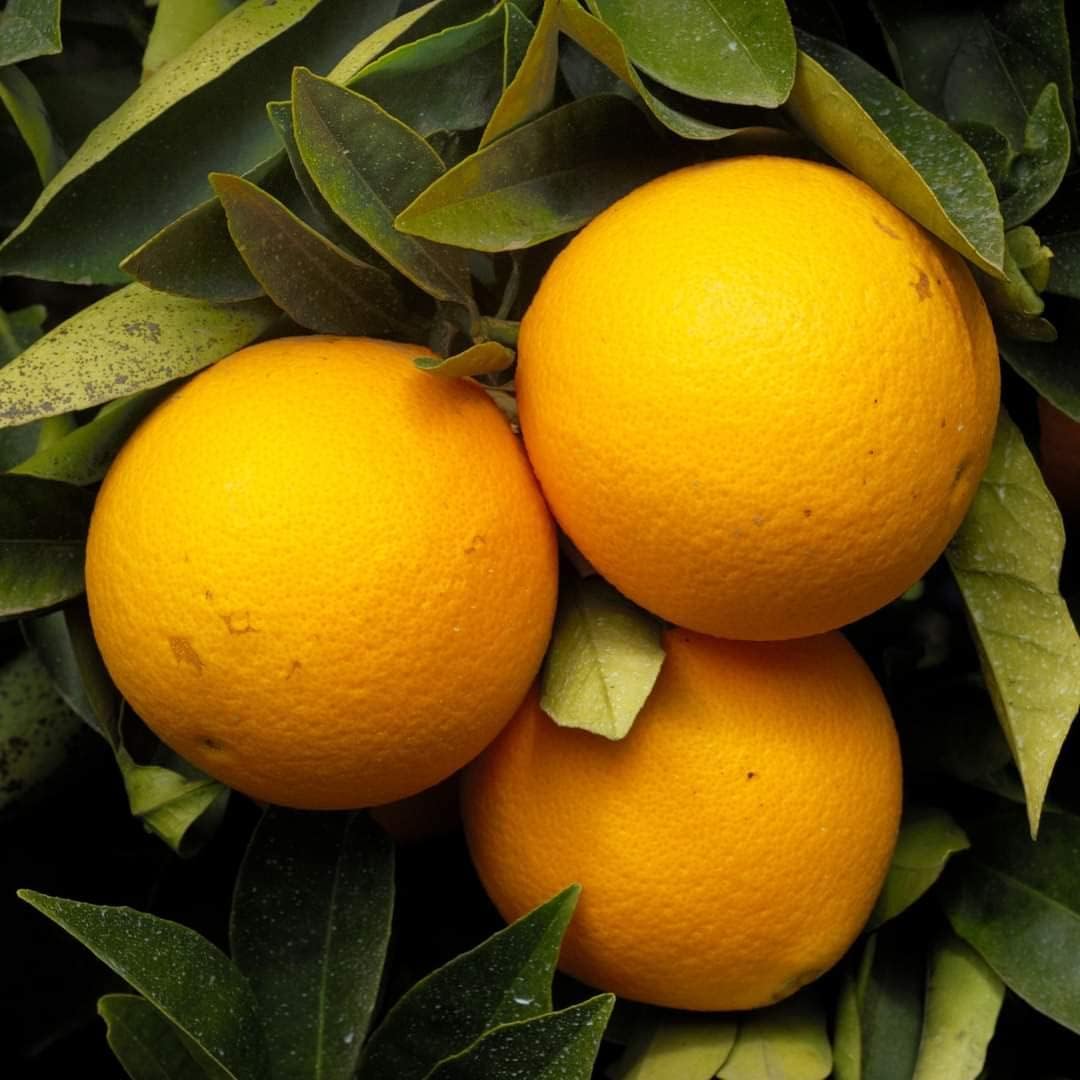 Dwarf Valencia Orange Citrus sinensis Fruit Tree Seeds for Planting for Urban Garden Fruit Tree Seeds for Home Gardens, Containers & Outdoor Growing