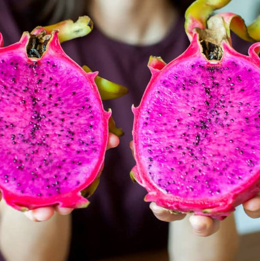 Dragon Fruit Seeds Fruit Seeds for Home Gardens, Containers & Outdoor Growing