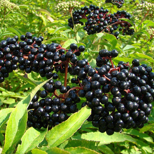 Elderberry Sambucus nigra Plant Seeds for Planting in Home Garden and Orchard Perennial Fruit Seeds for Home Gardens, Raised Beds & Containers