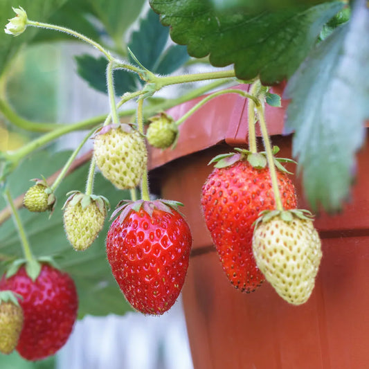 Everbearing Strawberry Seeds Fragaria ¡Á ananassa for Planting in Vegetable Patch & Garden Perennial Fruit Seeds for Home Gardens, Raised Beds & Containers
