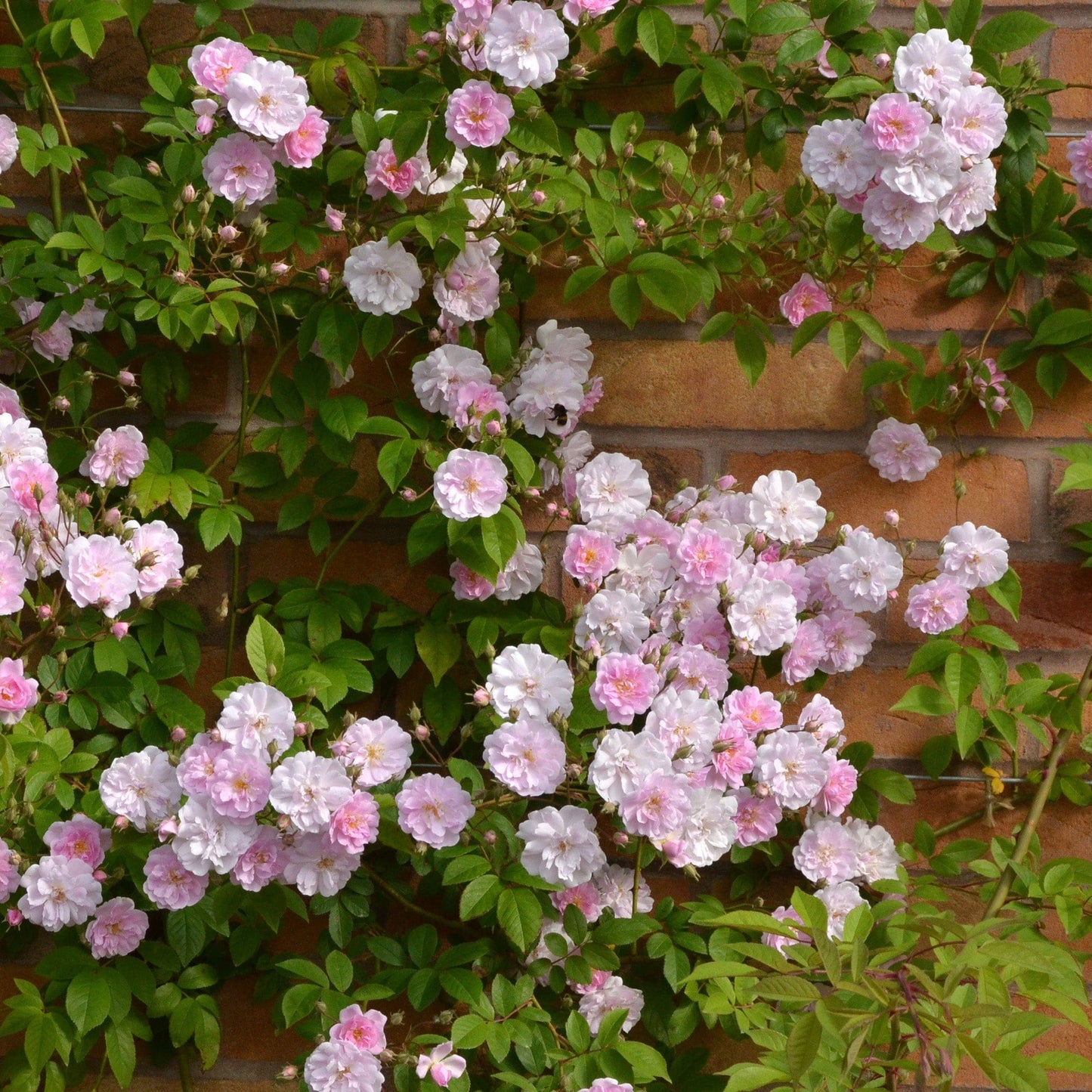 Himalayan Musk Rose Rosa brunonii Seeds for Planting in Garden & Flower Bed Heirloom Non-GMO Seeds