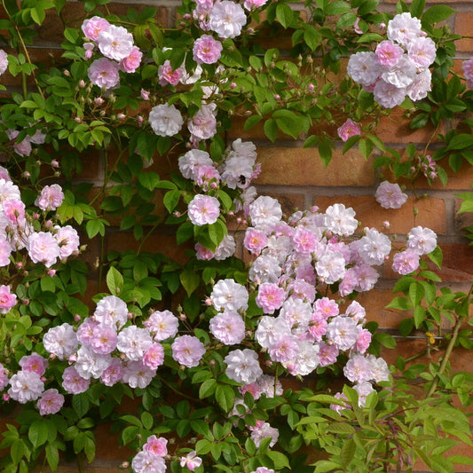 Himalayan Musk Rose Rosa brunonii Seeds for Planting in Garden & Flower Bed Heirloom Non-GMO Seeds