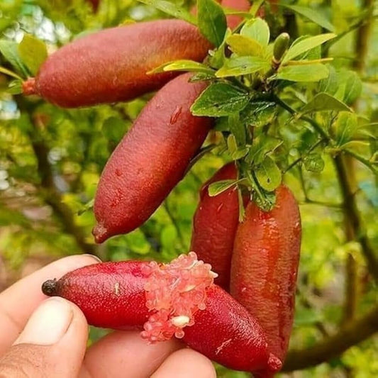 Finger Lime Seeds for Planting Citrus Australasica mixed fruit container garden Fruit Seeds for Home Gardens, Containers & Outdoor Growing
