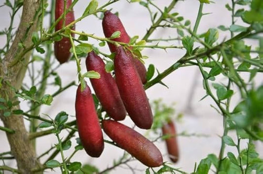 Finger Lime Seeds for Planting Citrus Australasica urban garden edible landscape Fruit Seeds for Home Gardens, Containers & Outdoor Growing