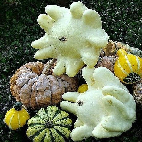 Finger Squash Cucurbita moschata Plant Seeds for Planting in Vegetable Patch for Planting, Premium Seeds | Heirloom Non-