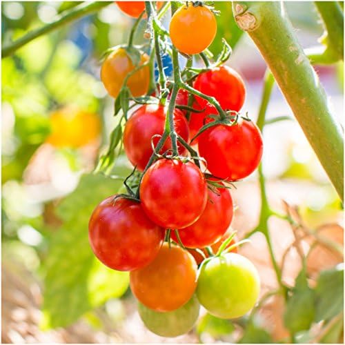Cherry Tomato Solanum lycopersicum Vegetable Seeds for Planting in Garden for Planting, Premium Vegetable Seeds | Heirlo