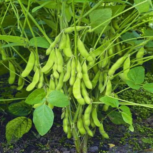 Giant Soybean Seeds for Planting Glycine Max vegetable patch urban garden for Planting, Premium Vegetable Seeds | Heirlo