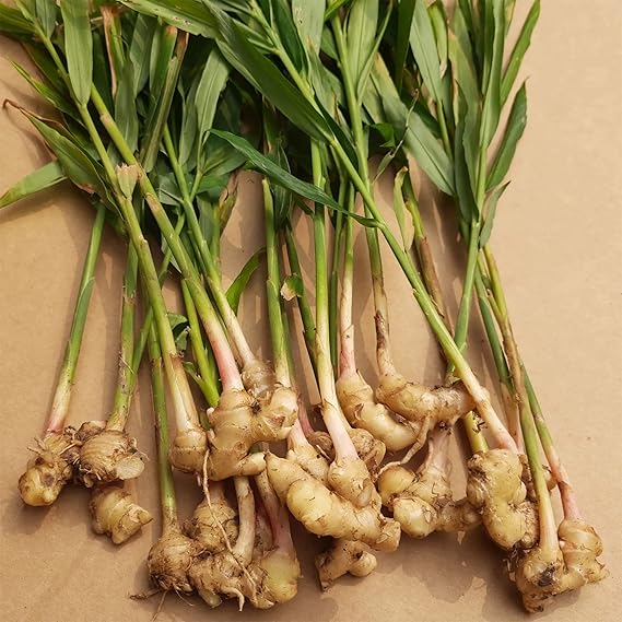 Ginger Zingiber officinale Vegetable Seeds for Planting in Garden for Planting, Premium Seeds | Heirloom Non-GMO