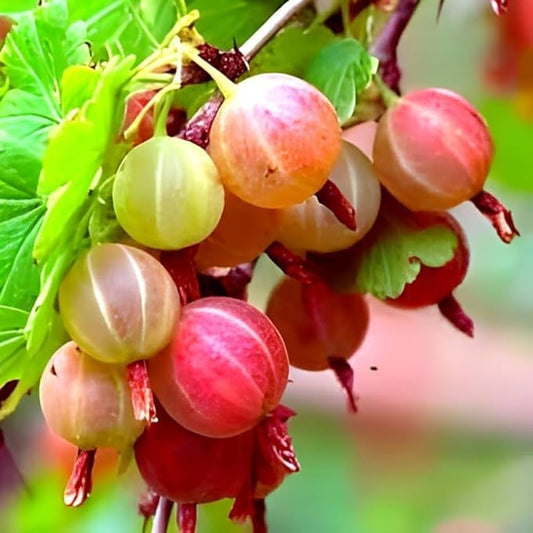 Gooseberry Ribes uva Perennial Fruit Seeds for Home Gardens, Raised Beds & Containers