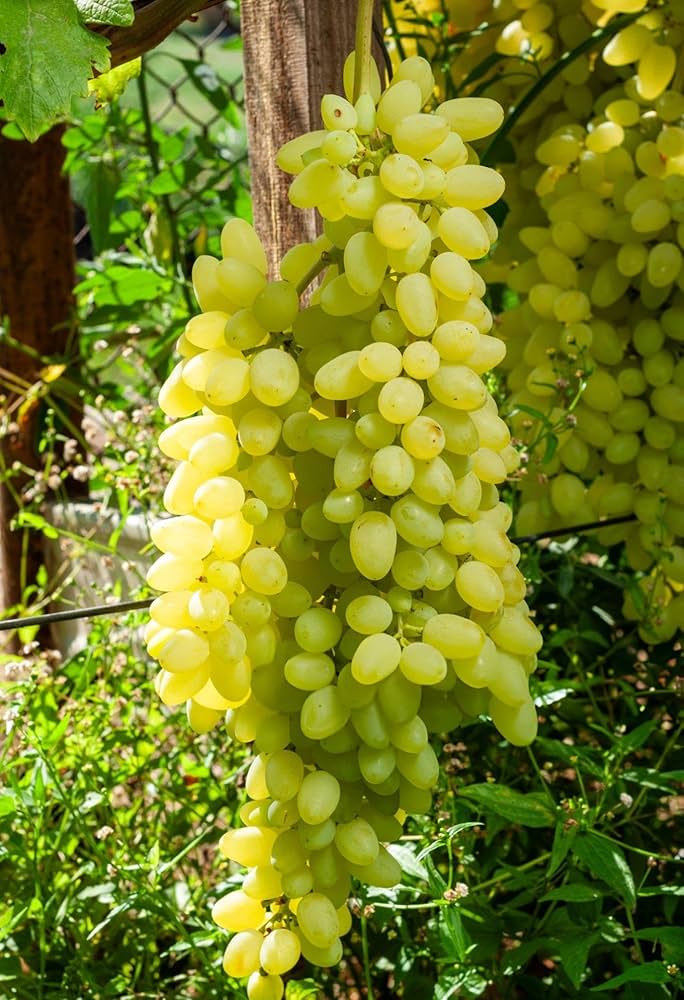 Grape Fruit Citrus x paradisi Fruit Seeds for Planting in Tropical Garden Fruit Vine Seeds for Home Gardens, Trellises & Outdoor Growing