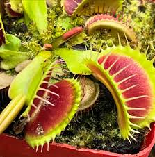 Green with Red Venus Flytrap | Heirloom Non-GMO Herb Seeds for Home Gardens