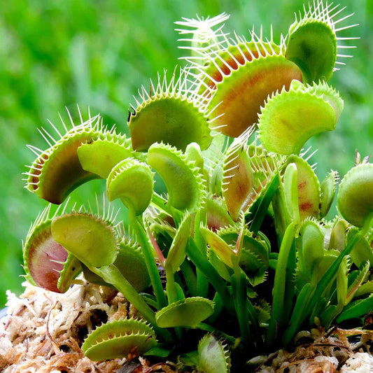 Green Venus Flytrap | Heirloom Non-GMO Herb Seeds for Home Gardens