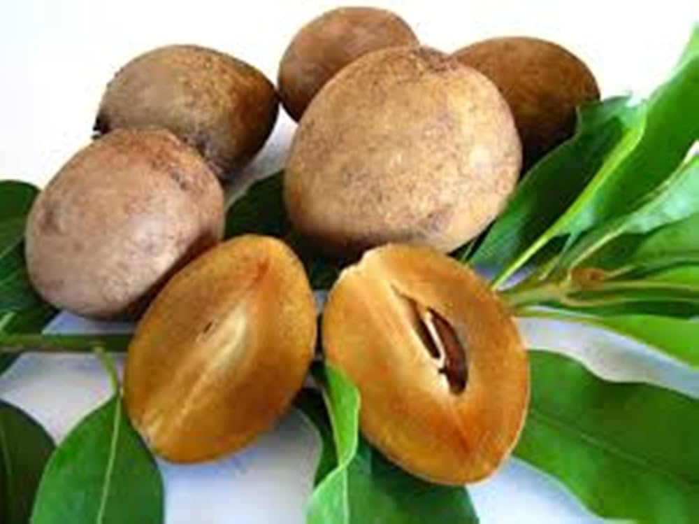 Sapodilla Manilkara zapota Fruit Seeds for Planting in Tropical Garden and Orchard Fruit Seeds for Home Gardens, Containers & Outdoor Growing