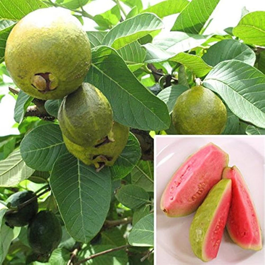 Guava Seeds for Planting Psidium Guajava for Tropical Gardens Tropical Fruit Seeds for Home Gardens, Containers & Outdoor Growing